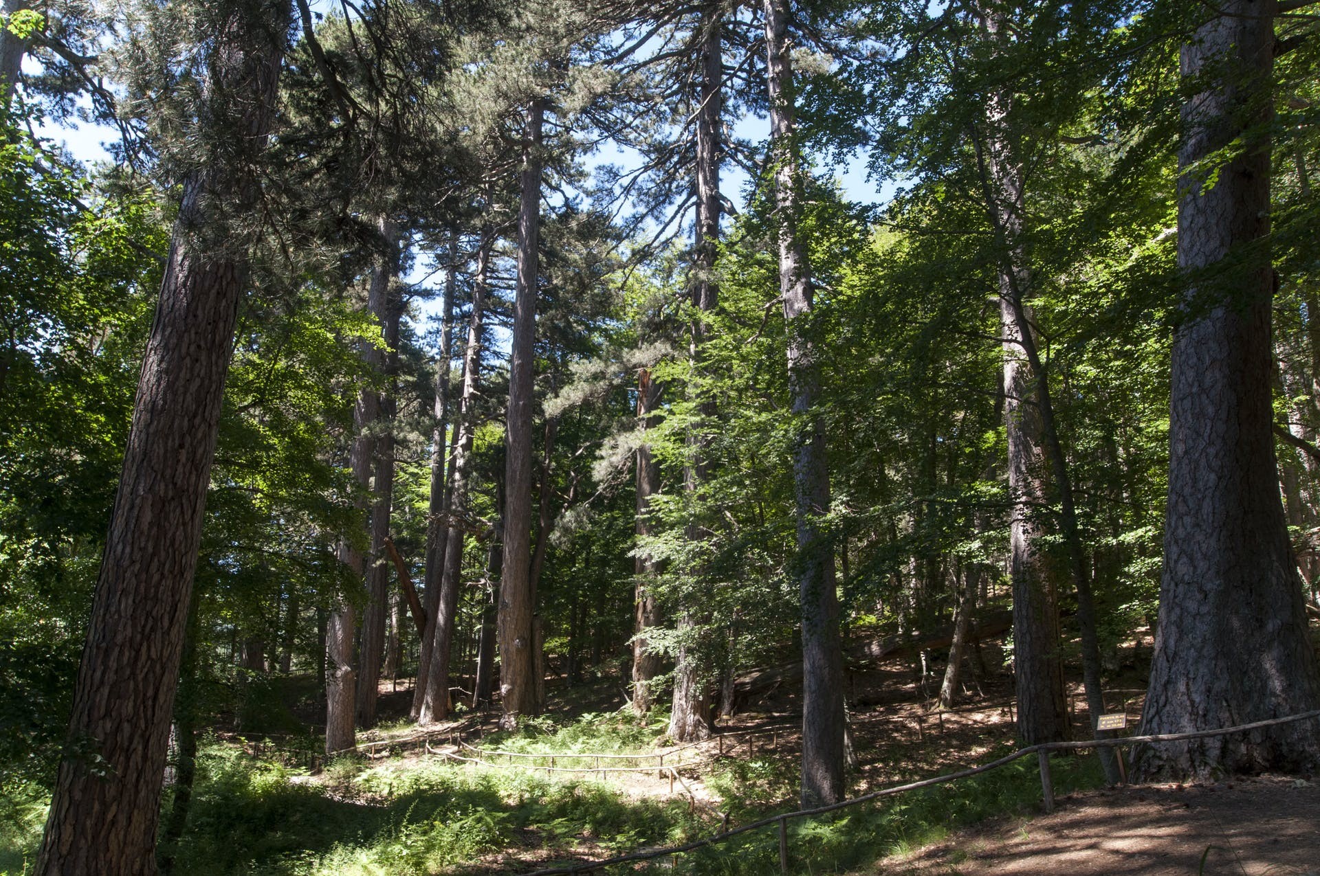 Grazie a chi sostiene i Giganti della Sila e Casino Mollo