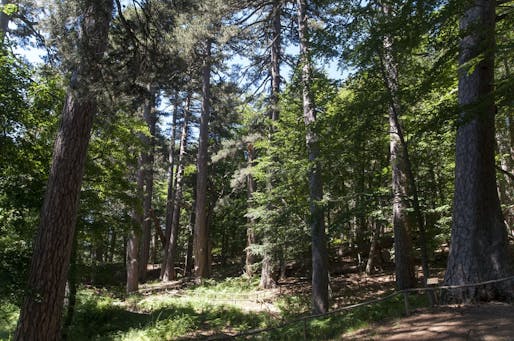 I Giganti della Sila