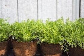 Il melo selvatico - Tre Giorni per il Giardino © FAI Il melo selvatico - Tre Giorni per il Giardino © FAI