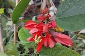 Kimera tropical Kimera tropical