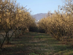 Pininagri - Tre Giorni per il Giardino FAI