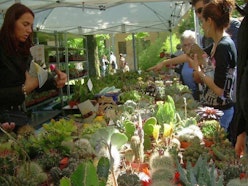 Planet Cactus Planet Cactus