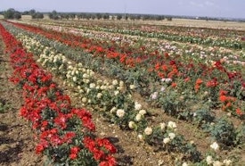 Rose Barni - Tre Giorni per il Giardino © FAI Rose Barni - Tre Giorni per il Giardino © FAI