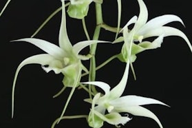 Scrigno di Nebbia Scrigno di Nebbia