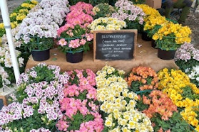 Soria Federica - Tre Giorni per il Giardino © FAI Banco di fiori in vaso colorati