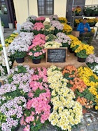 Banco di fiori in vaso colorati