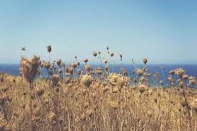 Agricoltura Agricoltura | Sos paesaggio