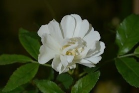 Rose Profumate - Tre Giorni per il Giardino © FAI Rose Profumate - Tre Giorni per il Giardino © FAI