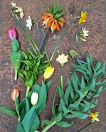 Vivaio Millefoglie Vivaio Millefoglie