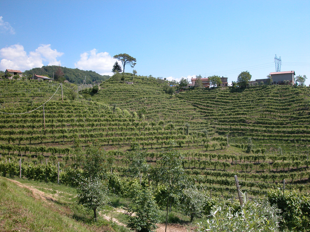 “Finché c'è prosecco c'è speranza”