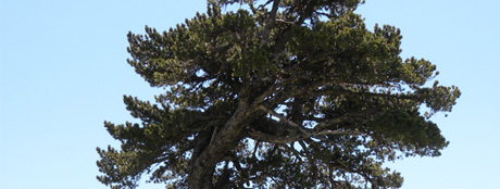 Un pino loricato in dono al FAI