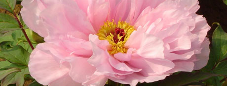 Coltivazione delle peonie