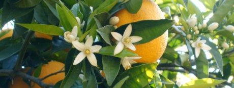 Matrimonio, la leggenda dei fiori d'arancio