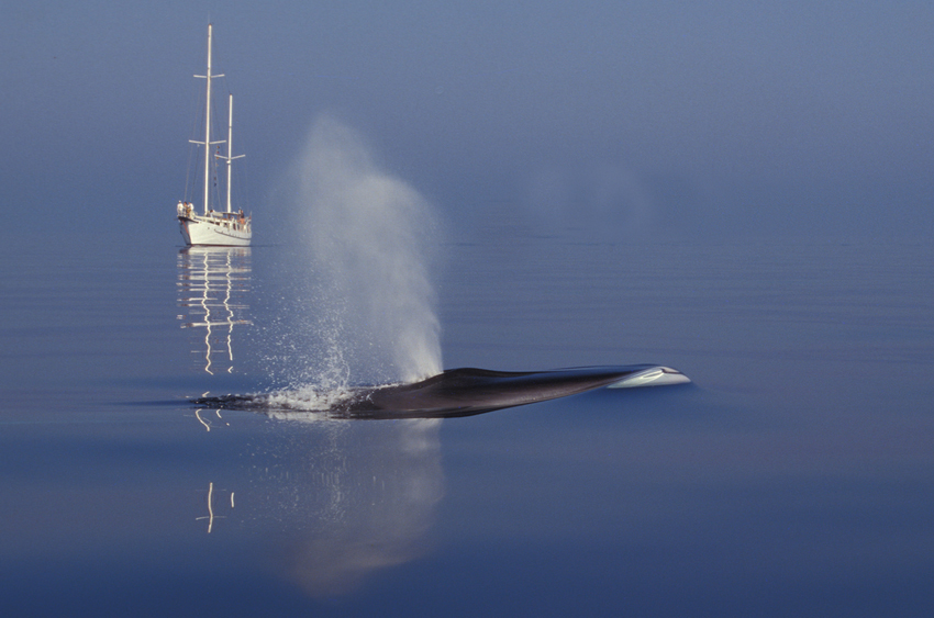 Cetacei, FAI attenzione!
