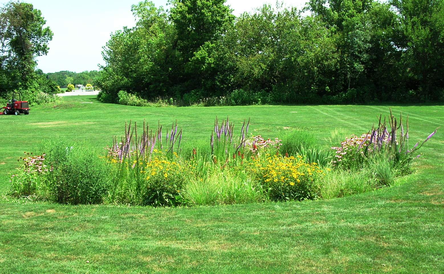 Rain garden: un rimedio naturale contro le esondazioni