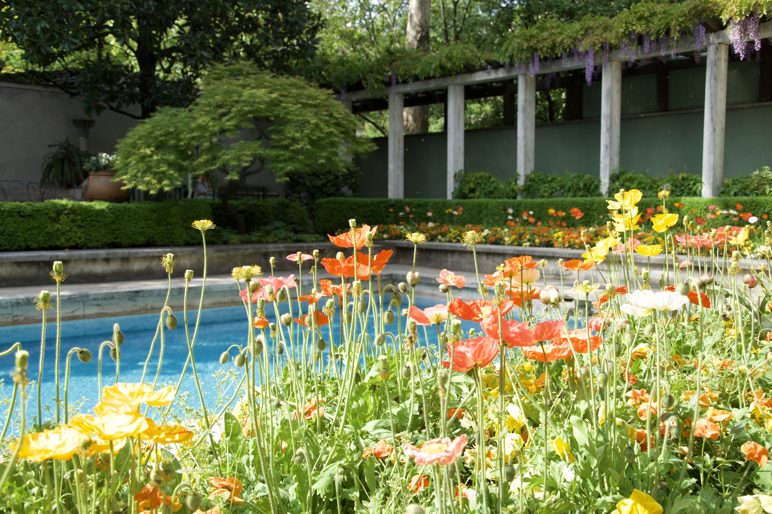 Primavera: i nostri giardini storici sono in fiore
