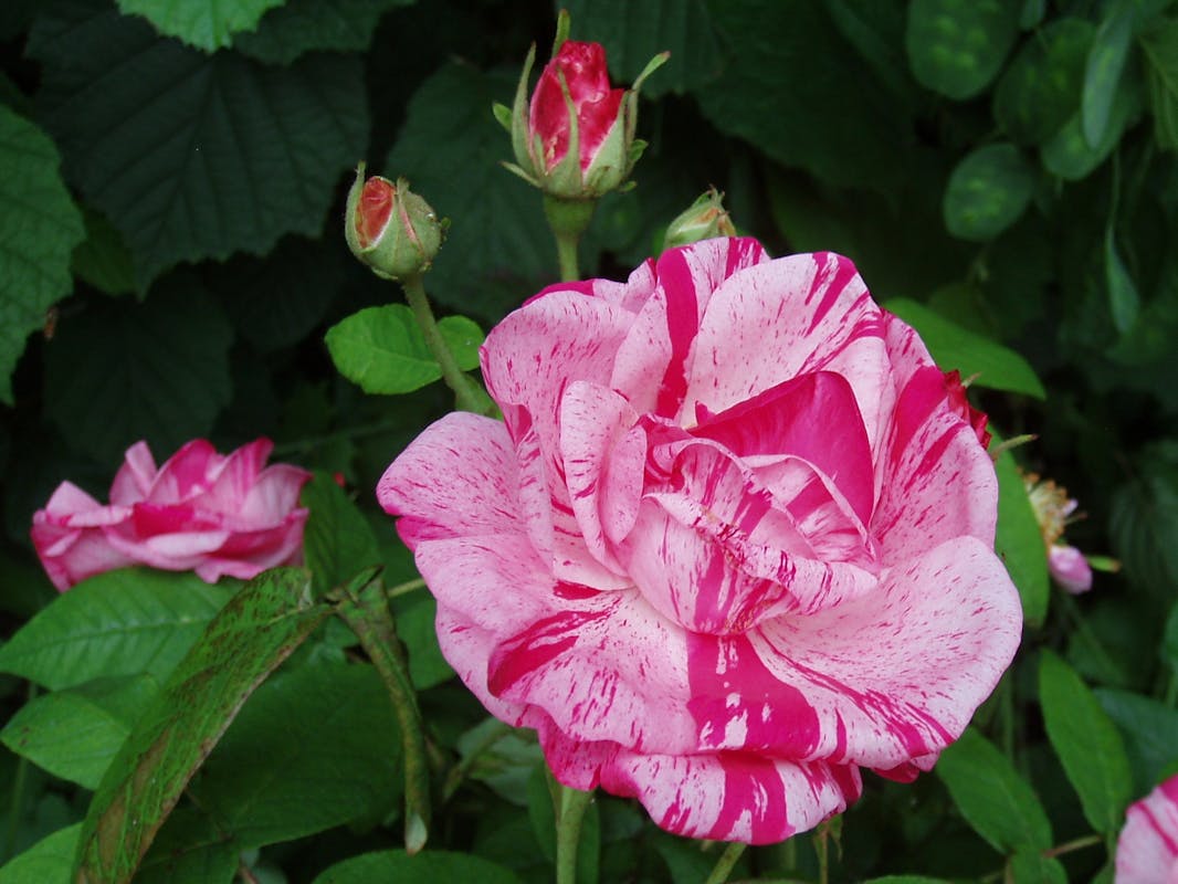 Delegazioni: Le Giornate FAI di Primavera fra Natura e Storia Delegazioni: Le Giornate FAI di Primavera fra Natura e Storia