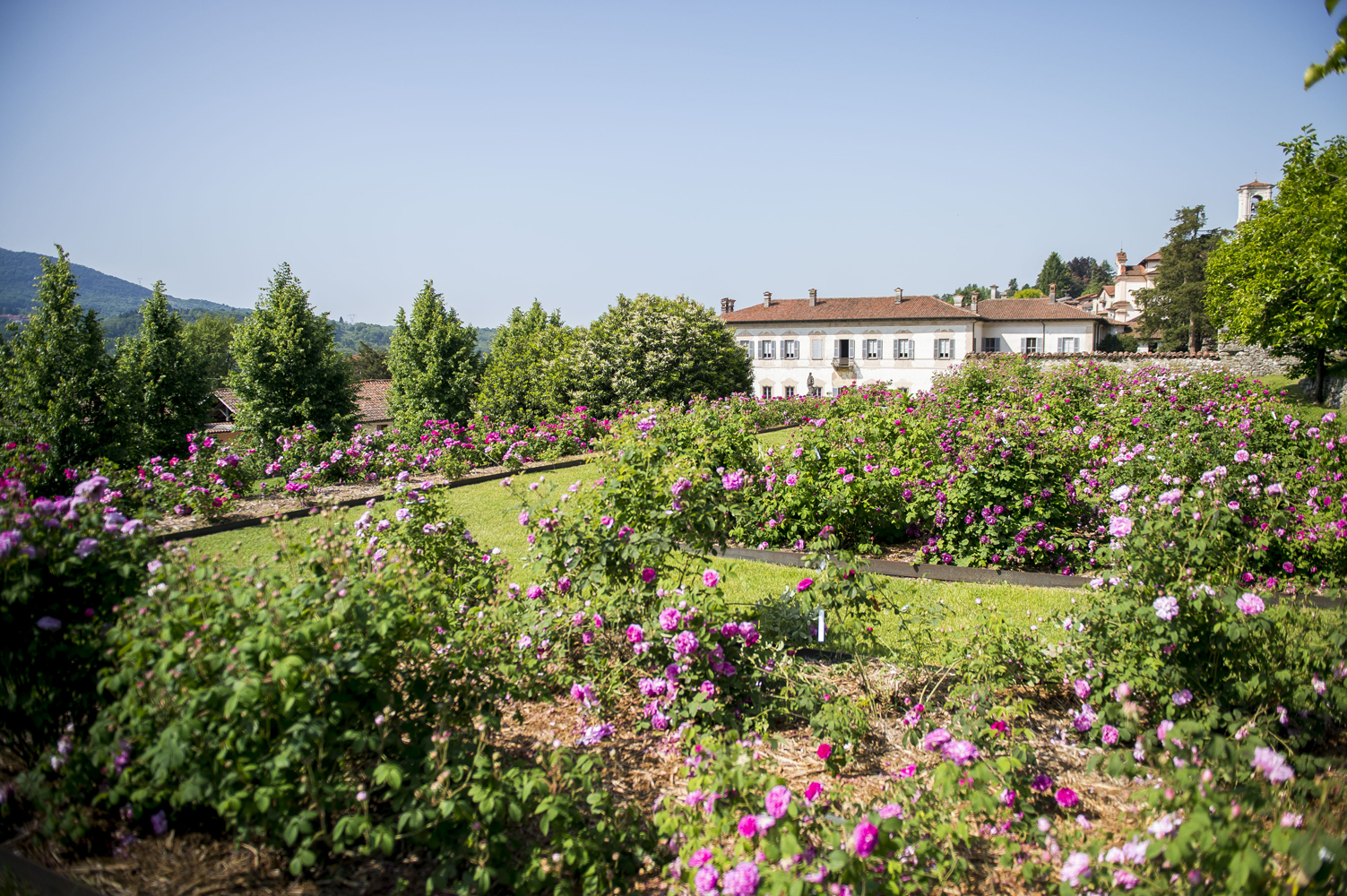 A Villa Della Porta Bozzolo in maggio la rosa è protagonista