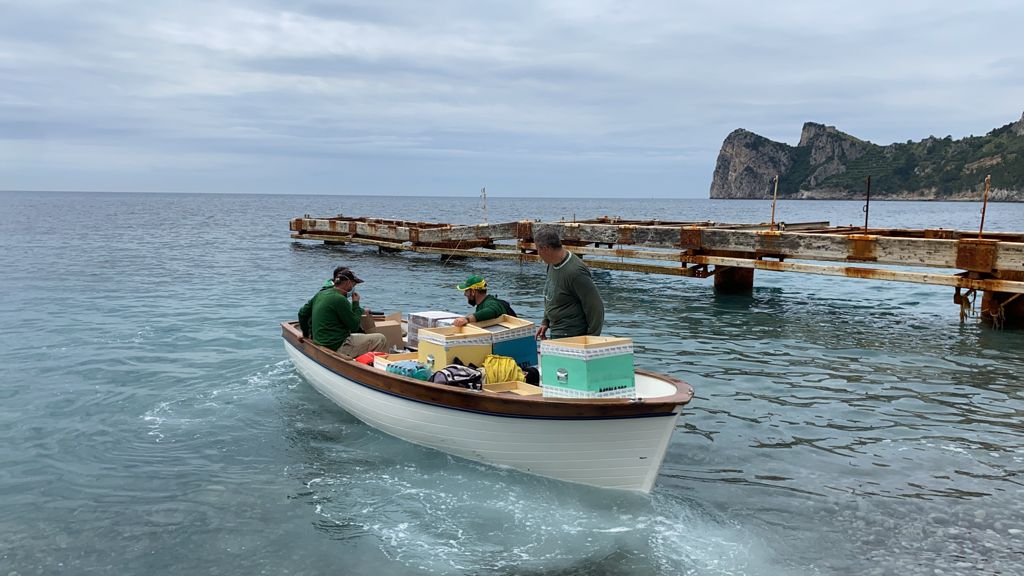 Le api alla Baia di Ieranto grazie alla Masseria delle Sorgenti Ferrarelle