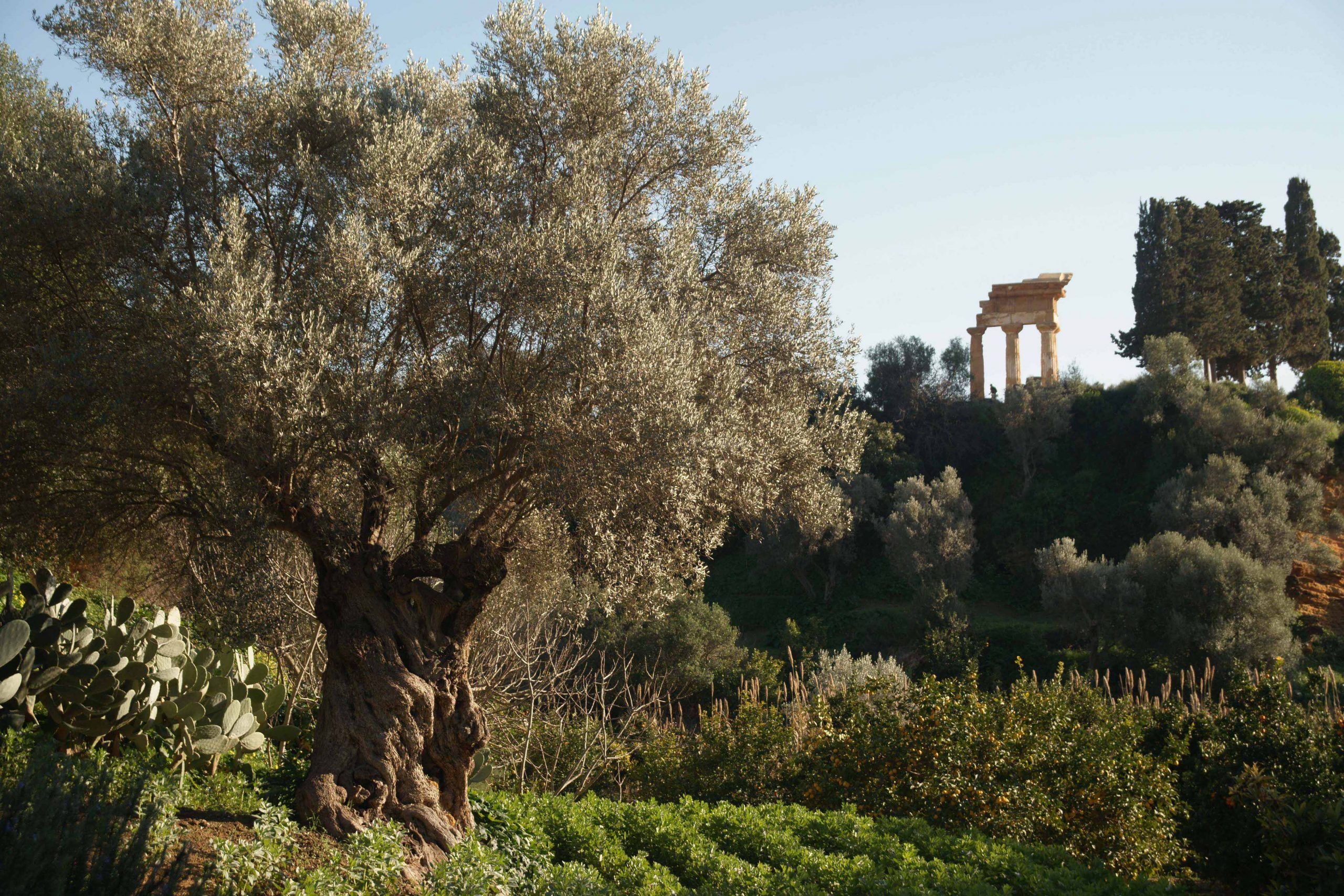 Fai per il Clima: l’esempio del Giardino della Kolymbethra