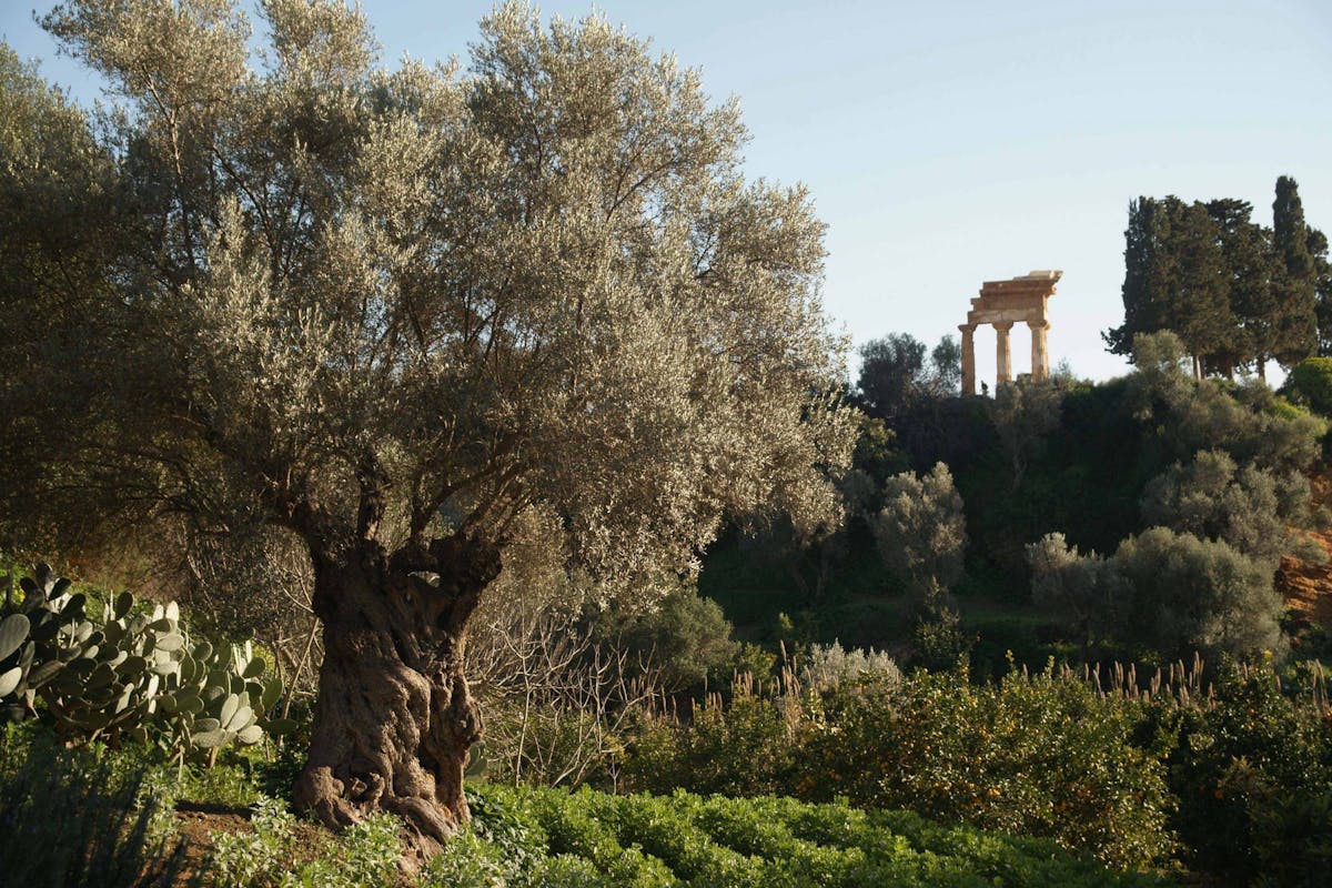 Fai per il Clima: l’esempio del Giardino della Kolymbethra Fai per il Clima: l’esempio del Giardino della Kolymbethra