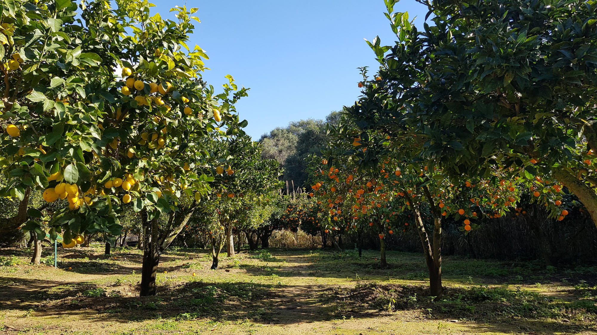 Makari: il Giardino della Kolymbethra ospita la fiction di RAI 1