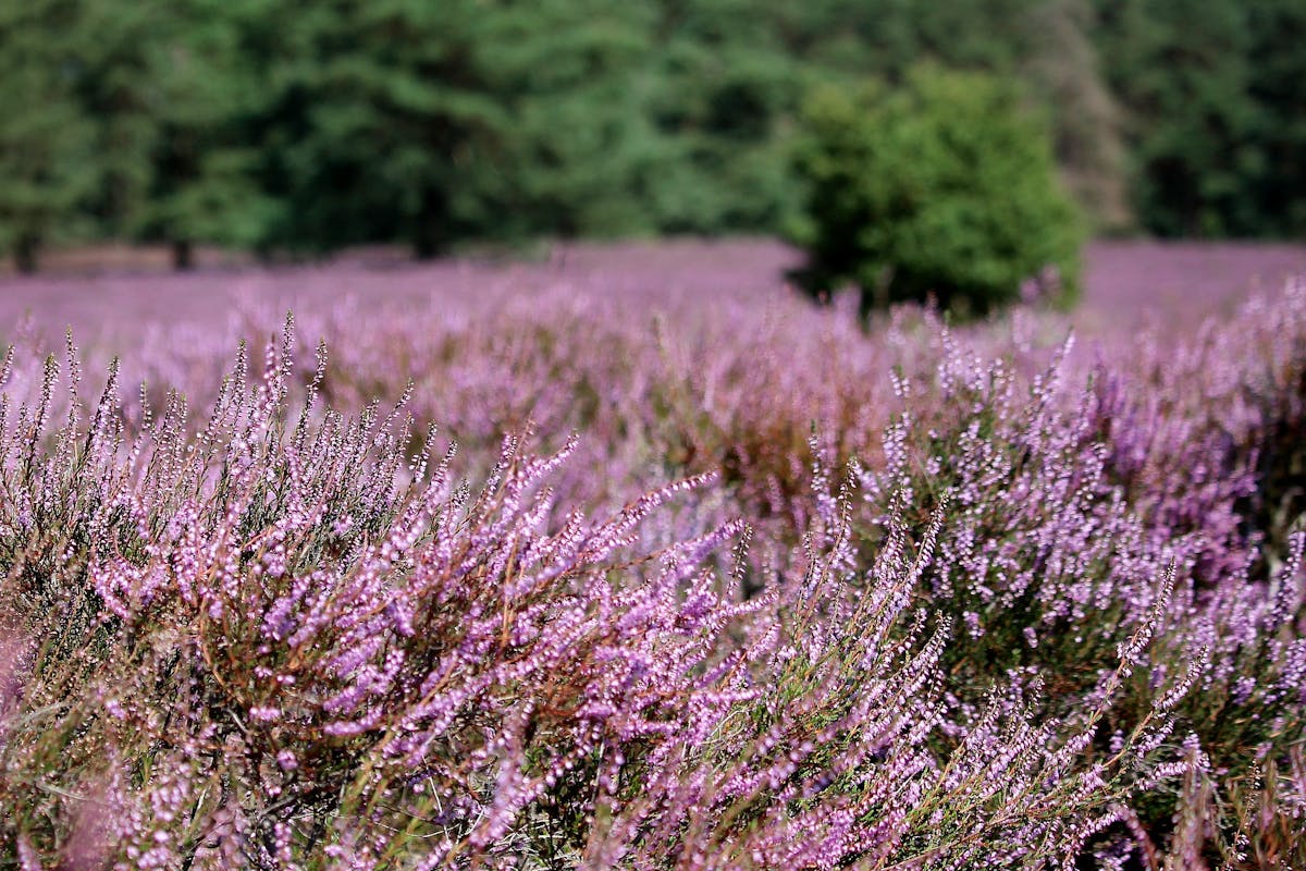 Il progetto Malpensa 2035 minaccia la brughiera del Parco del Ticino Il progetto Malpensa 2035 minaccia la brughiera del Parco del Ticino