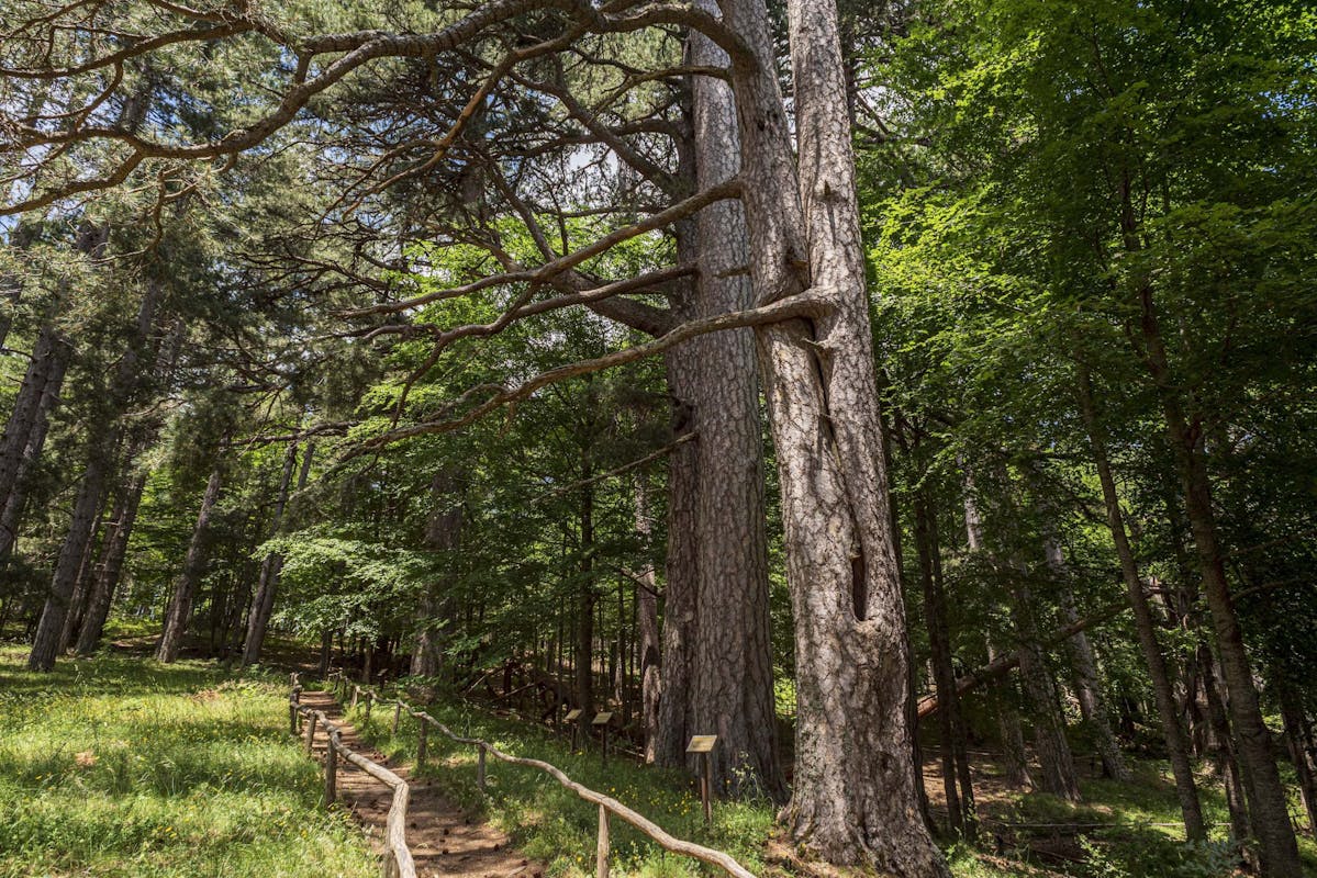 I boschi del FAI: la gestione sostenibile del patrimonio naturale I boschi del FAI: la gestione sostenibile del patrimonio naturale