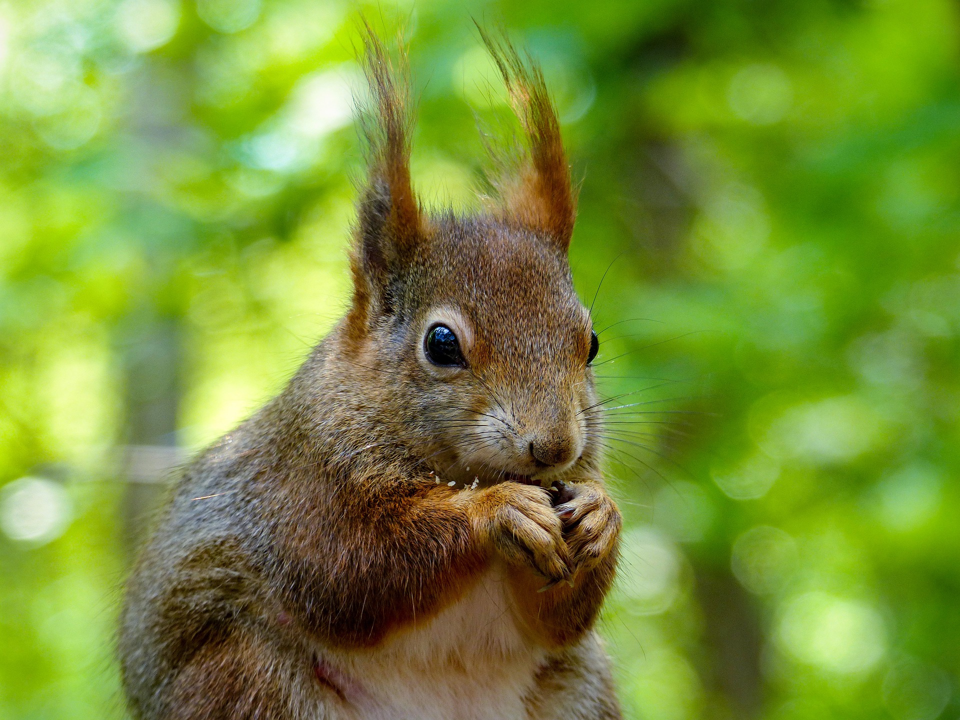Lo scoiattolo rosso tra gli alberi del parco di Villa Panza