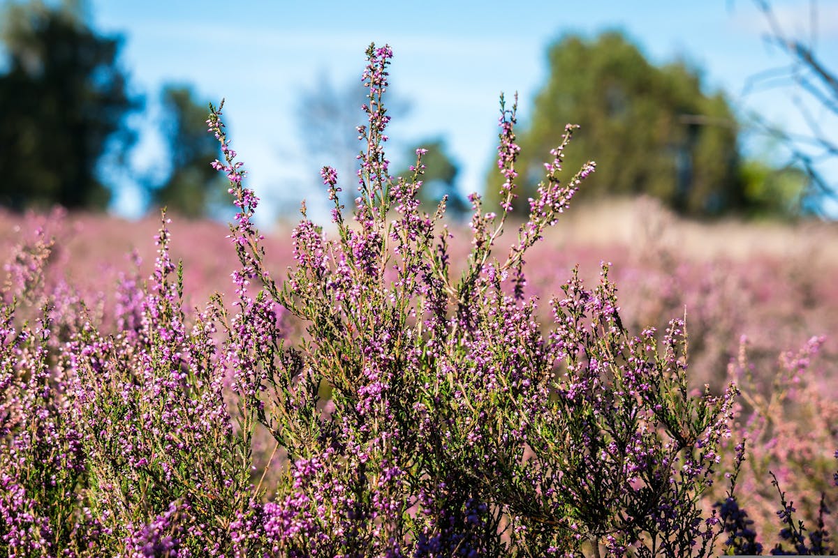 Malpensa 2035: C’è un aereo nella brughiera? Malpensa 2035: C’è un aereo nella brughiera?