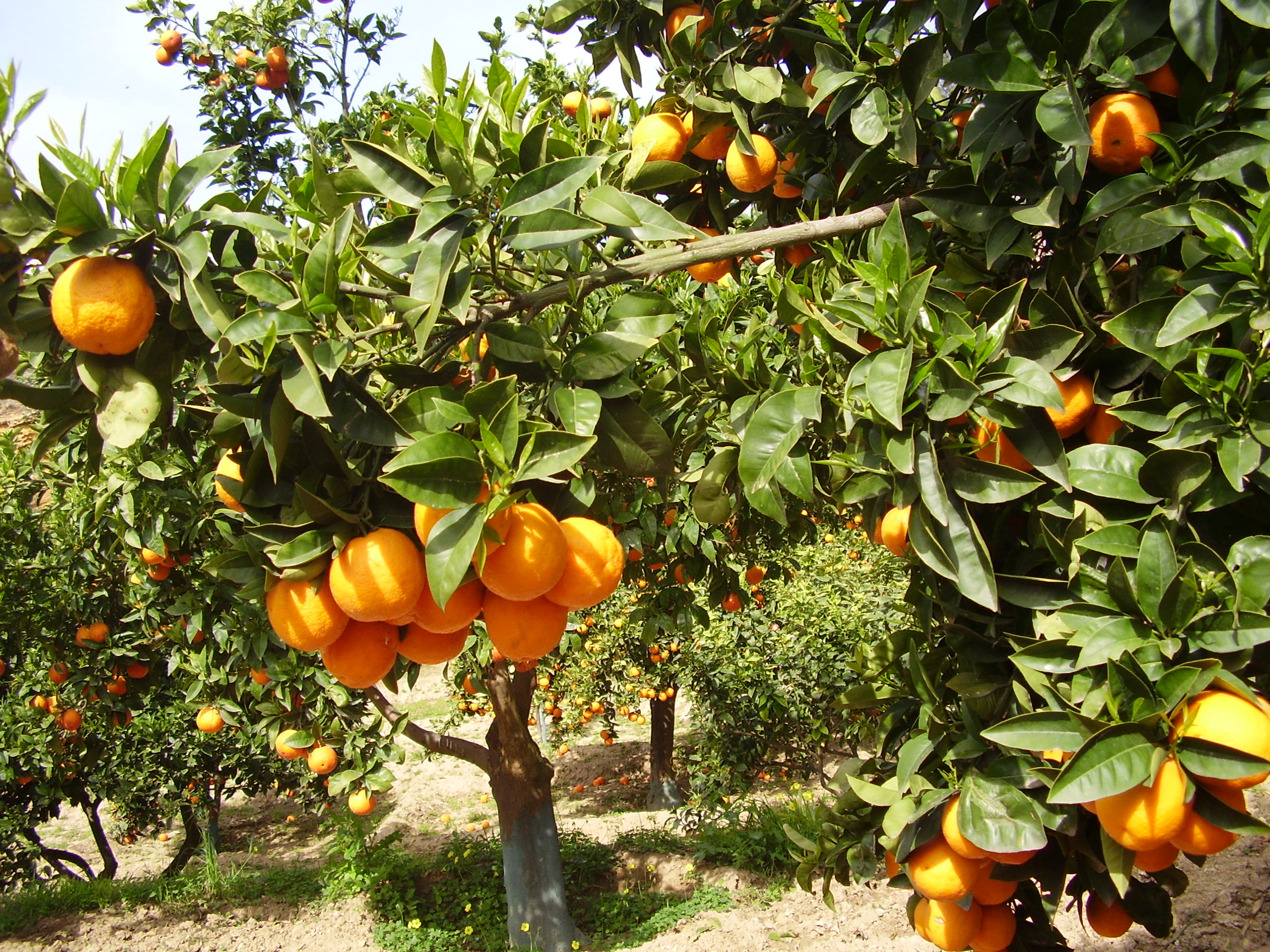 Un piccolo angolo del Giardino della Kolymbethra a Palermo