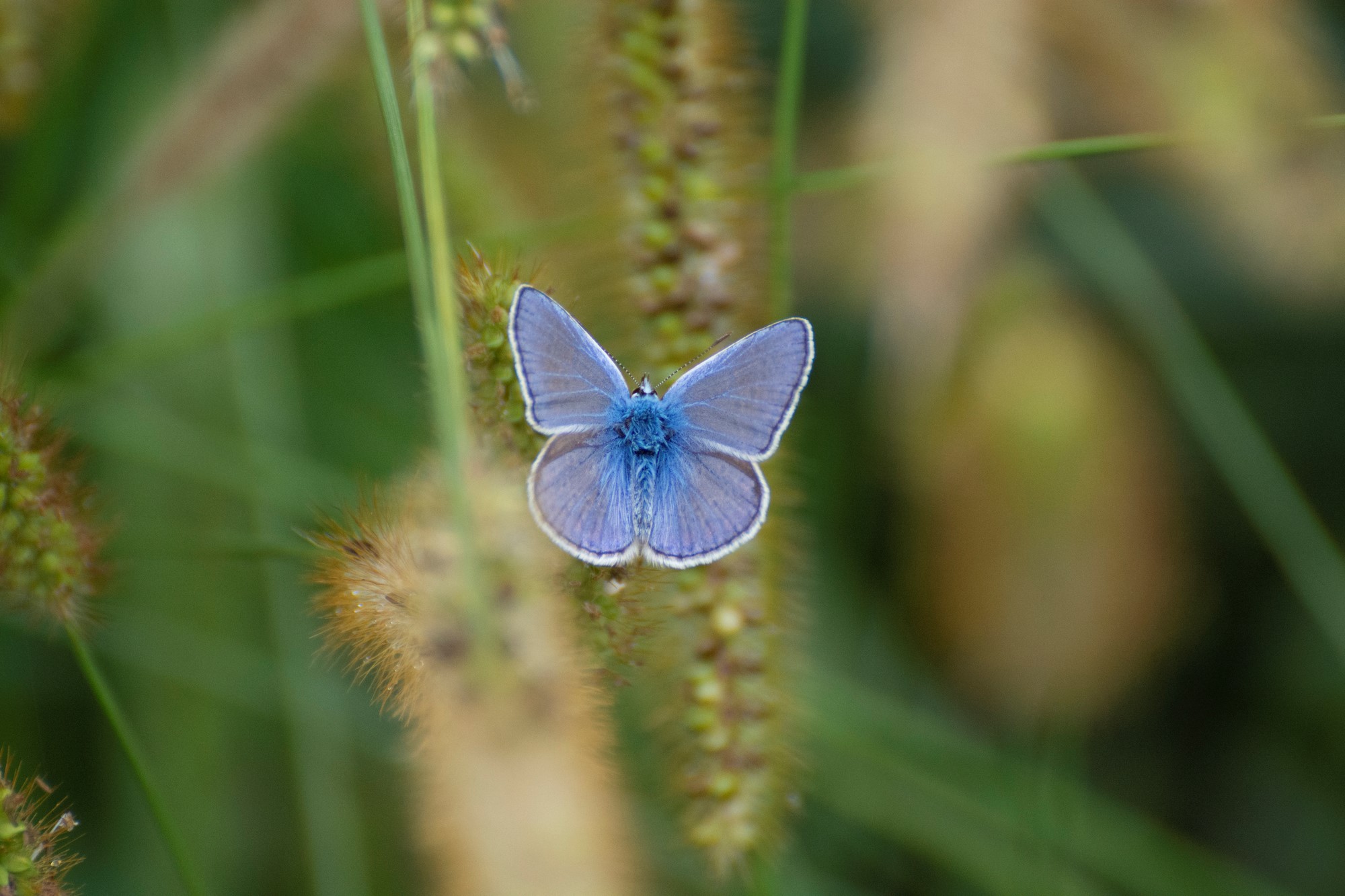 COP15 sulla Biodiversità: "Non possiamo permetterci di fallire"