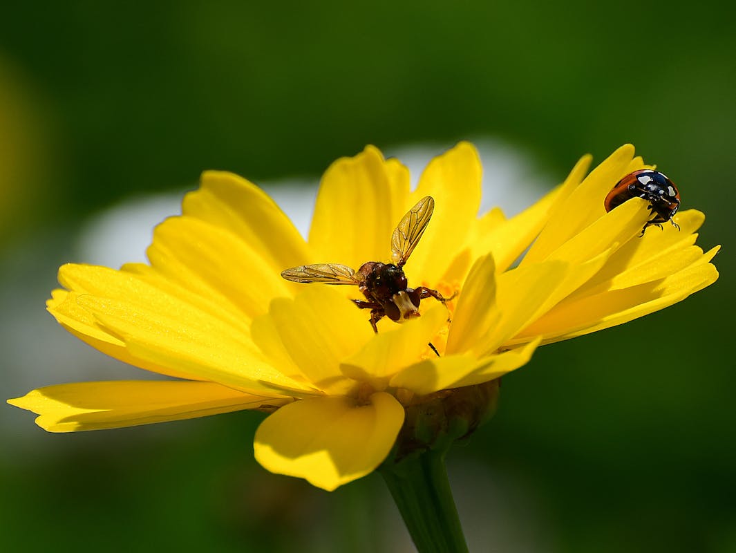 Alla COP15 si segna la via per la tutela degli impollinatori Alla COP15 si segna la via per la tutela degli impollinatori