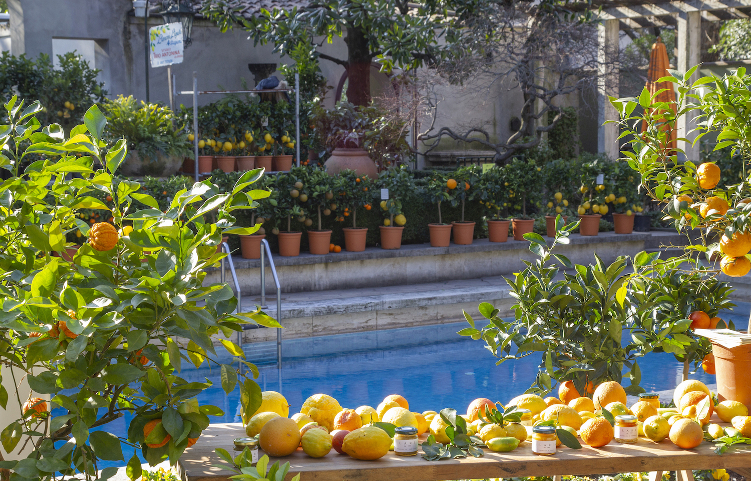 Agrumi 2023: saperi e sapori dal Mediterraneo a Villa Necchi