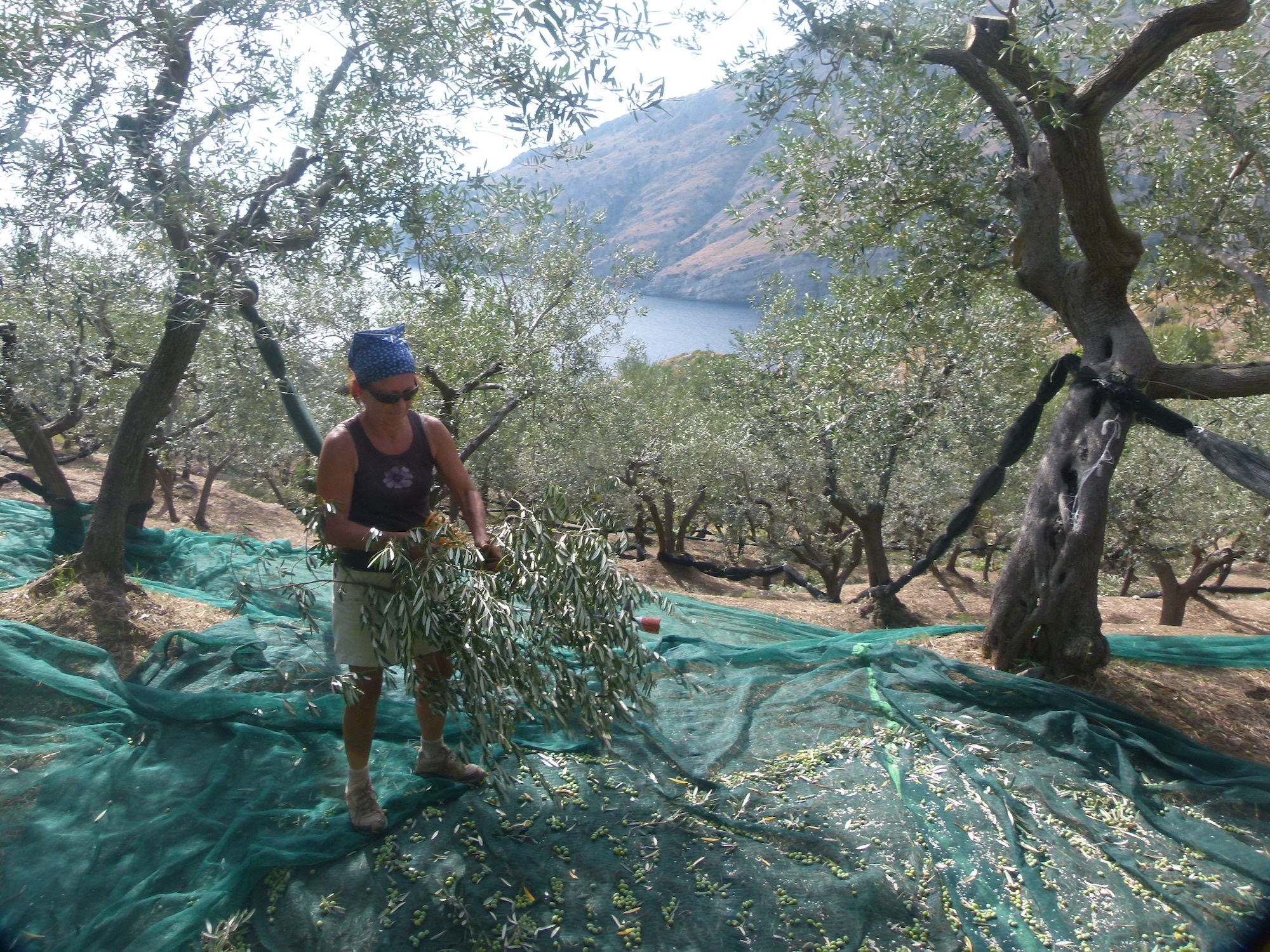 La raccolta (eroica) delle olive alla Baia di Ieranto