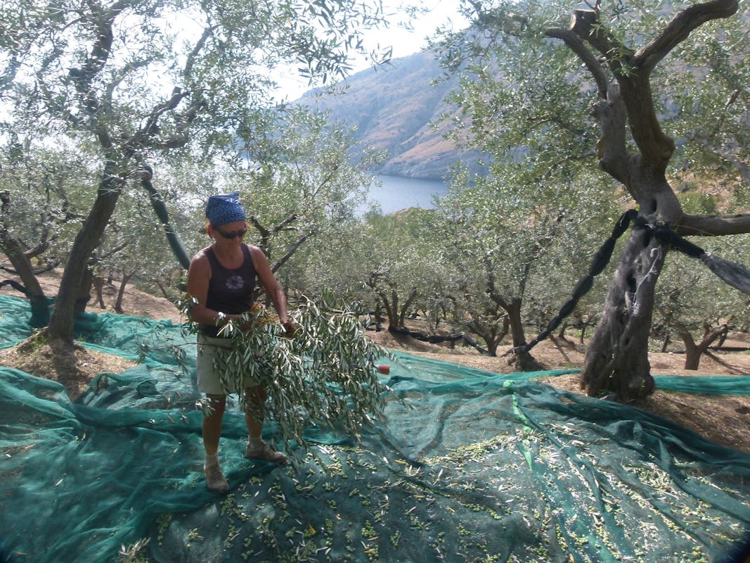 La raccolta (eroica) delle olive alla Baia di Ieranto La raccolta (eroica) delle olive alla Baia di Ieranto