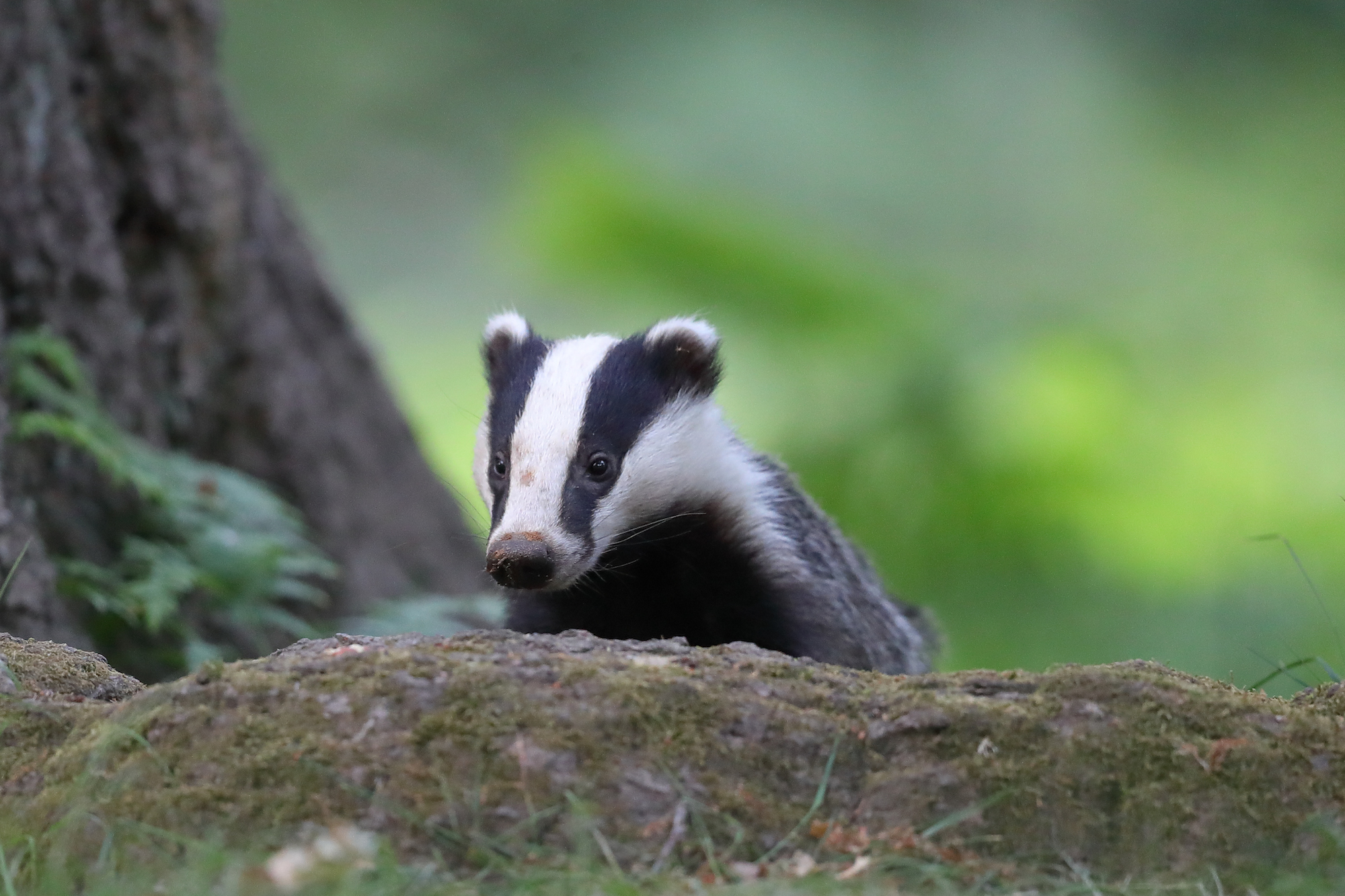 «Tassi a Palazzo»: la biodiversità prospera in città