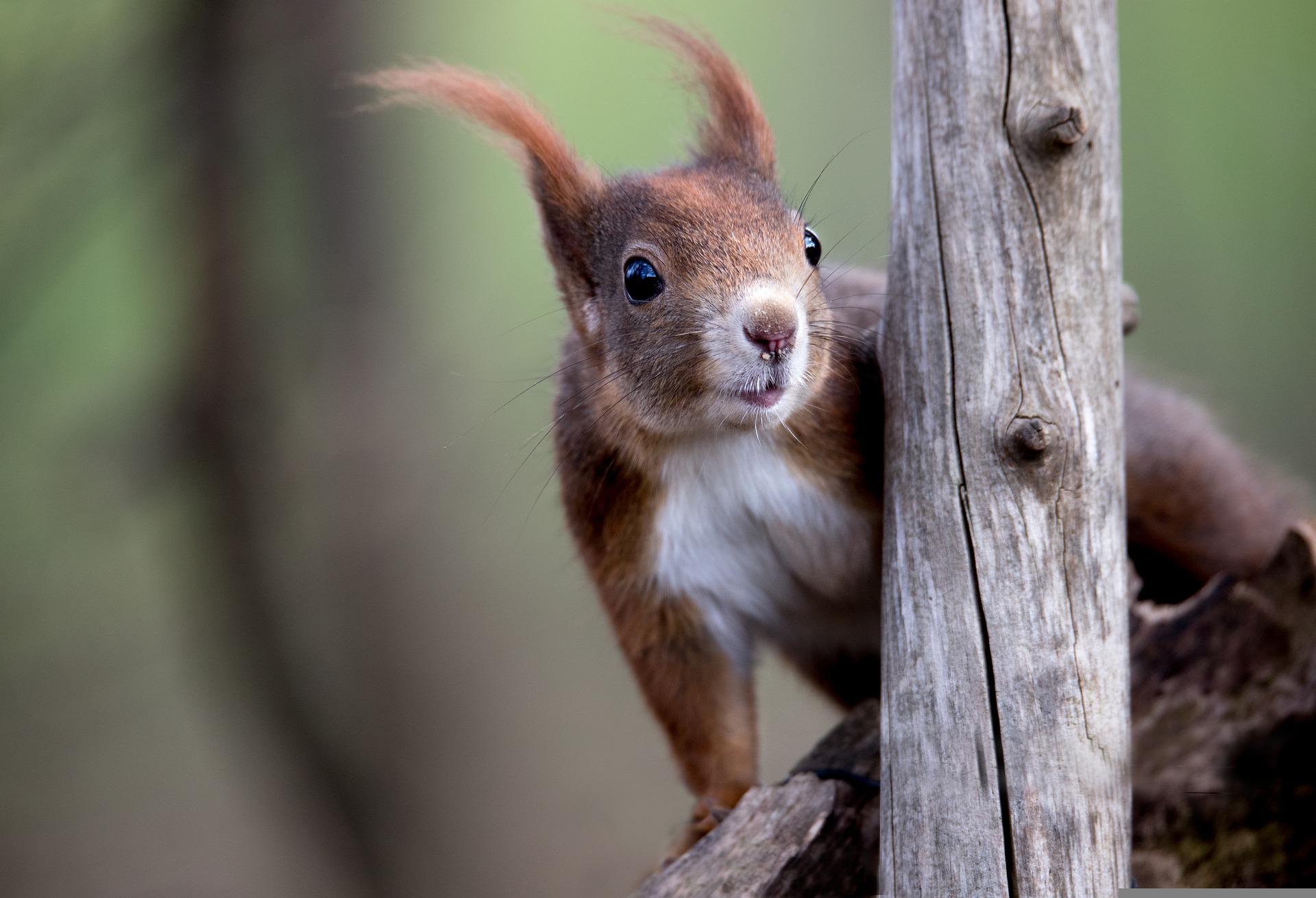 È vantaggioso per gli scoiattoli rossi vivere in città?