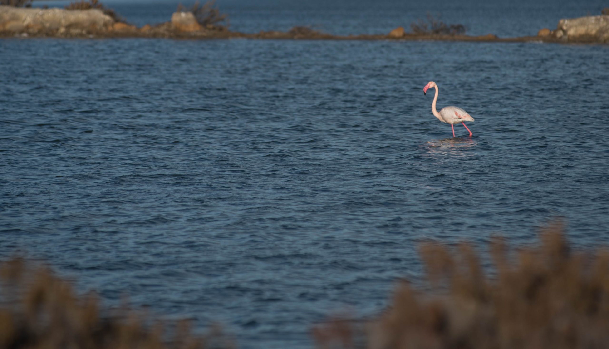 L’Europa crede nella Nature Restoration Law