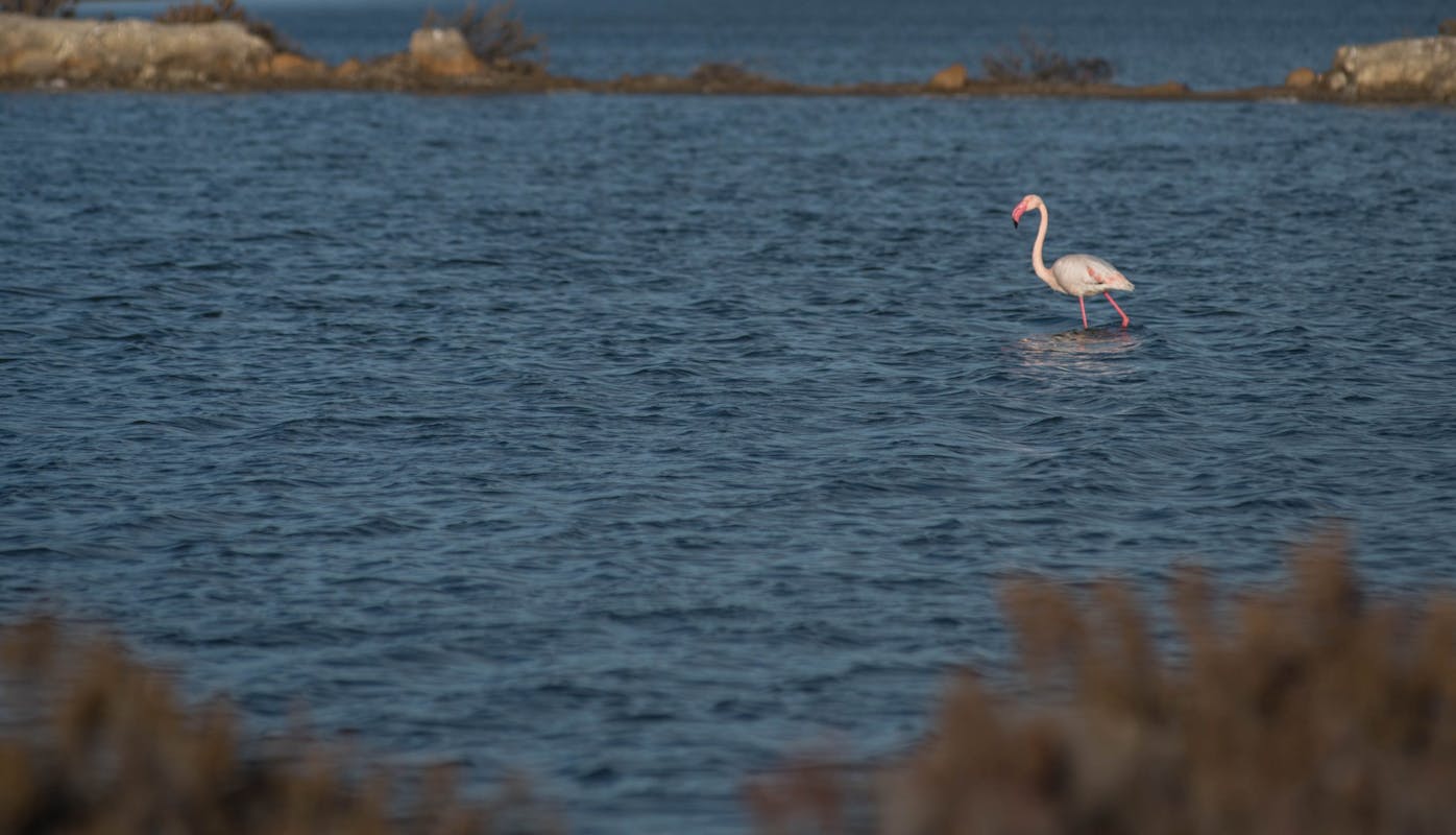 L’Europa crede nella Nature Restoration Law L’Europa crede nella Nature Restoration Law