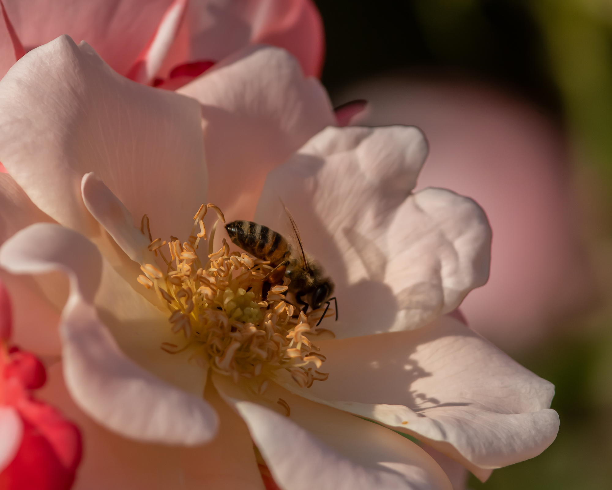 Lo stato di salute degli insetti impollinatori indica la qualità degli habitat