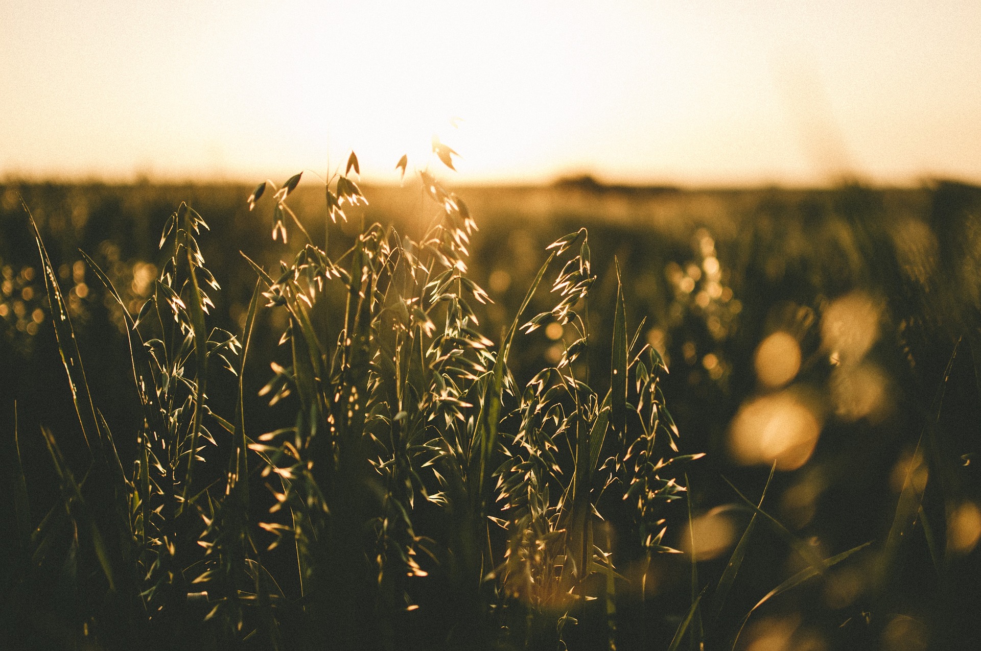 L’Europa approva la legge sul “Restauro della natura”