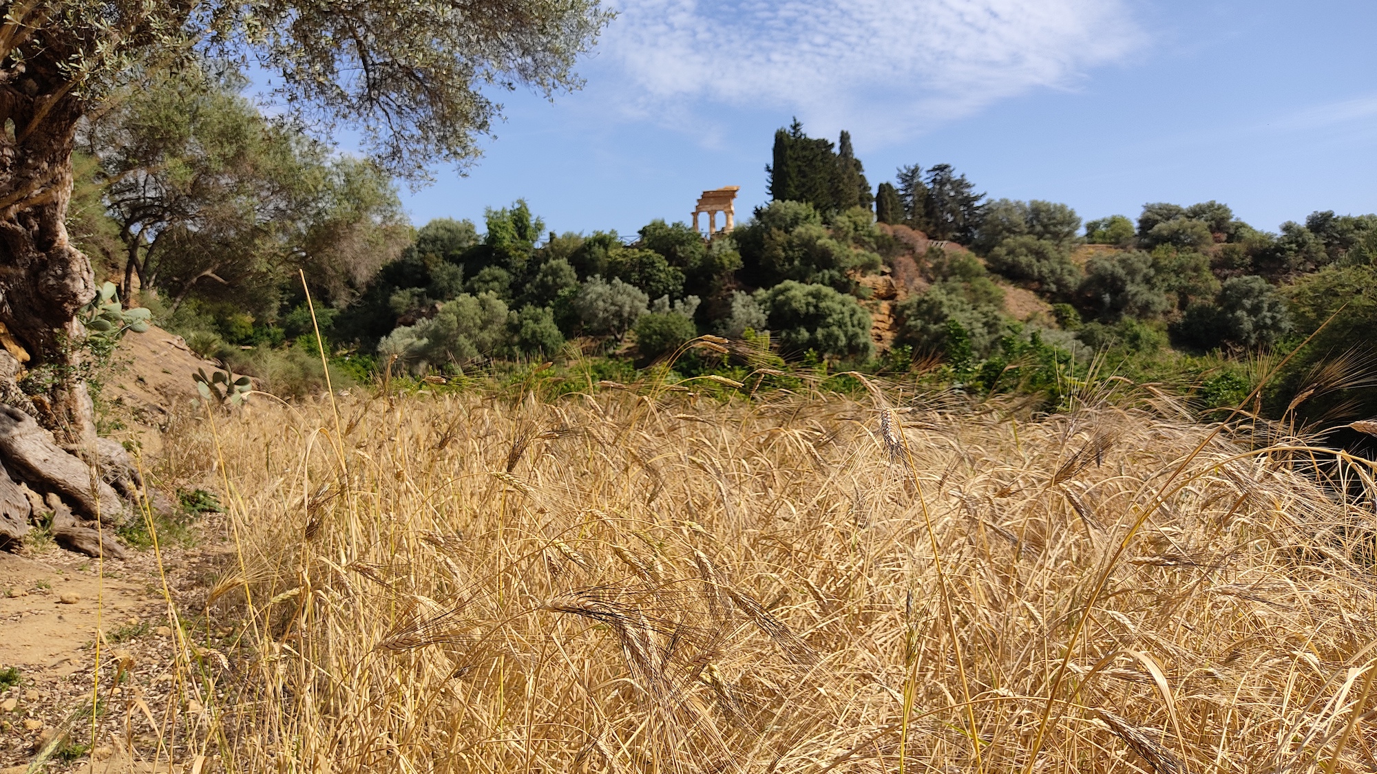 Al Giardino della Kolymbethra si coltivano i grani antichi: la “Chiattulidda”