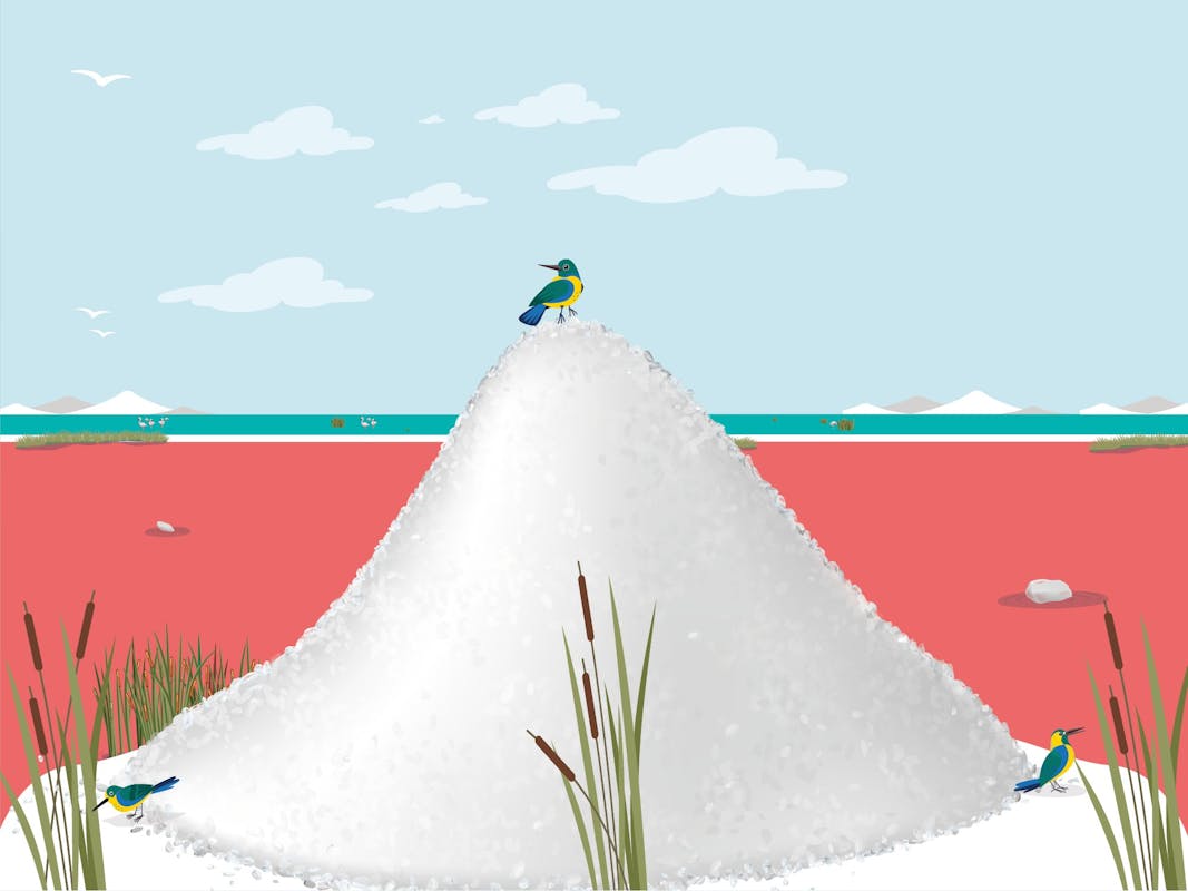 La Festa della raccolta del sale 2024 La Festa della raccolta del sale 2024