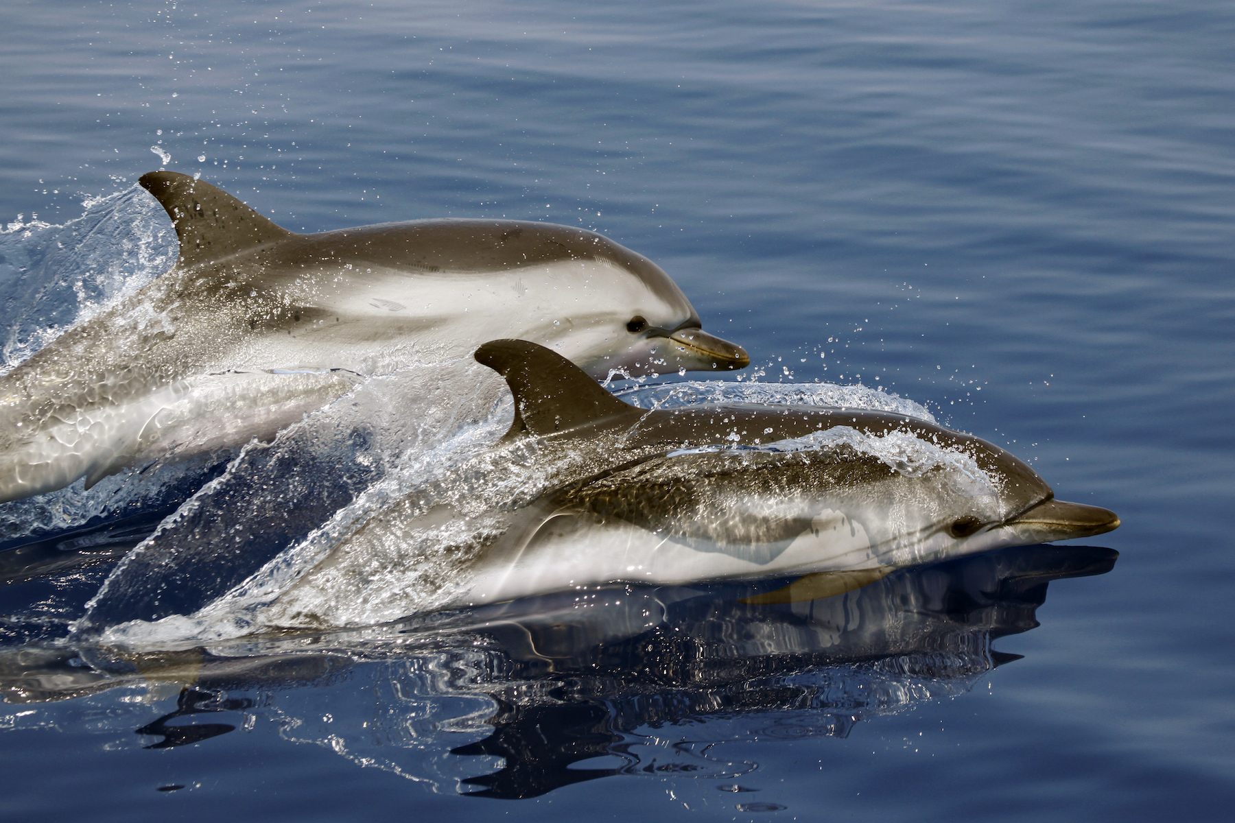 La tutela dei cetacei del Mediterraneo. Intervista a Sabina Airoldi