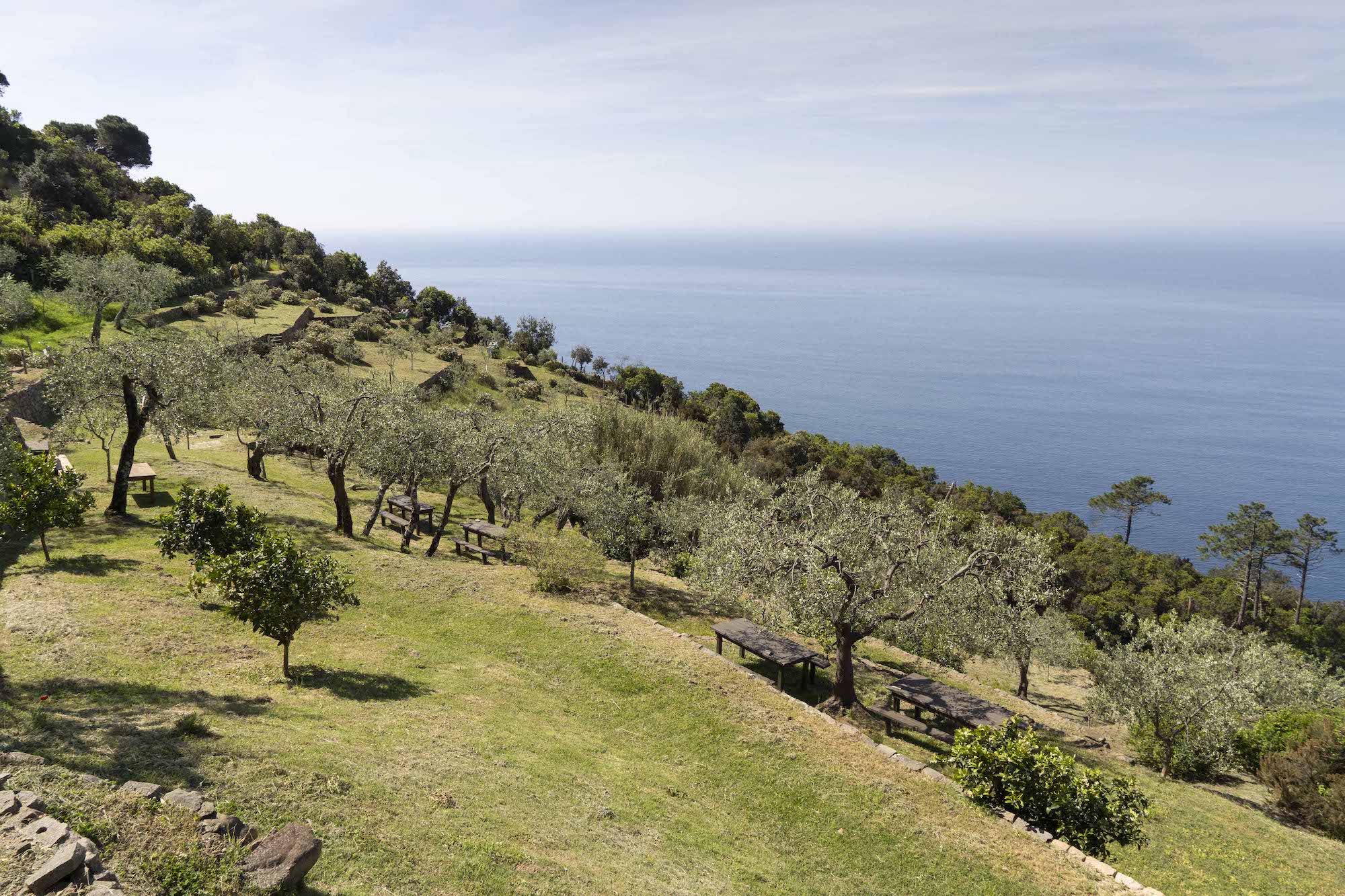 ll “restauro” degli uliveti del FAI: pazienza, cura e bellezza