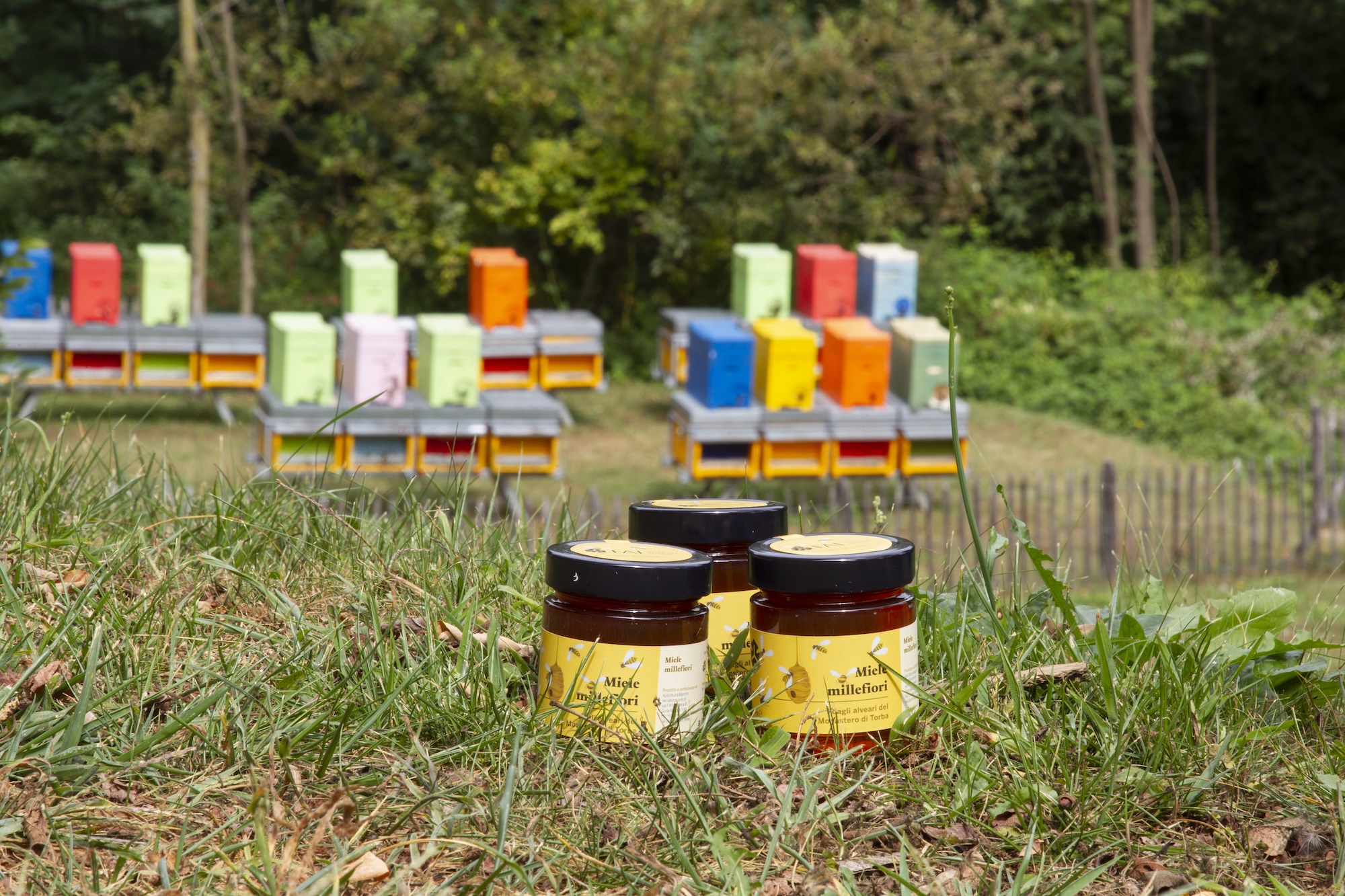 Il miele del FAI: un dono della natura che protegge la biodiversità