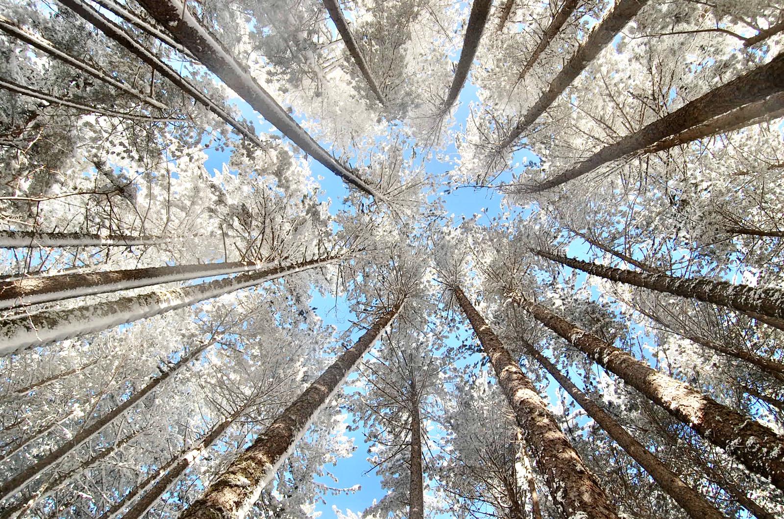 La Sila conferma la sua eccellenza: rinnovato il riconoscimento MAB UNESCO