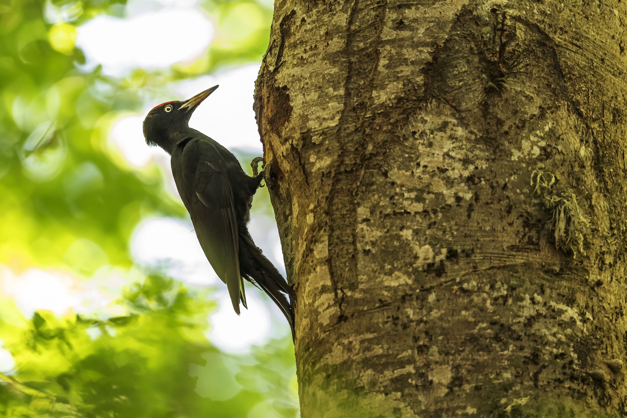 Un bosco che canta: gli uccelli che nidificano tra i Giganti della Sila