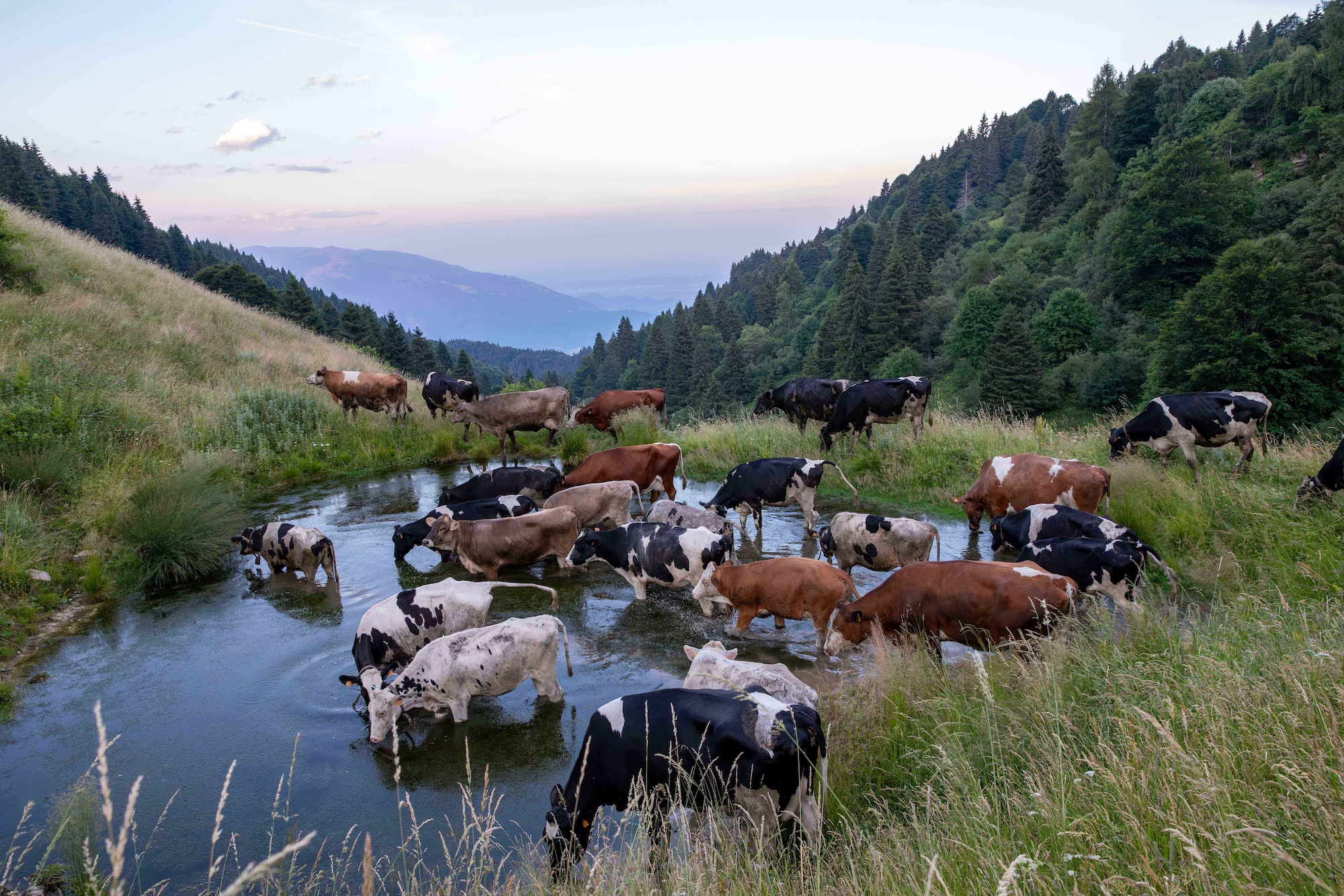 Tornano i pascoli a Monte Fontana Secca, sul Massiccio del Grappa